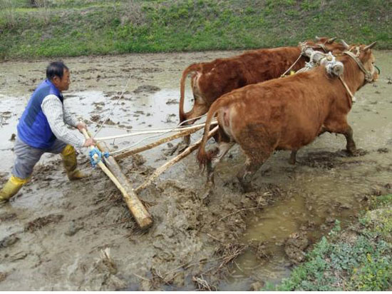 홍천 전통 써레질 맥 잇기 재현